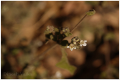 Lepidagathis fasciculata